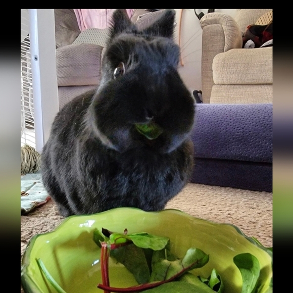Strawberry Quartz Rondelle Bracelet - Picture 2 of 10